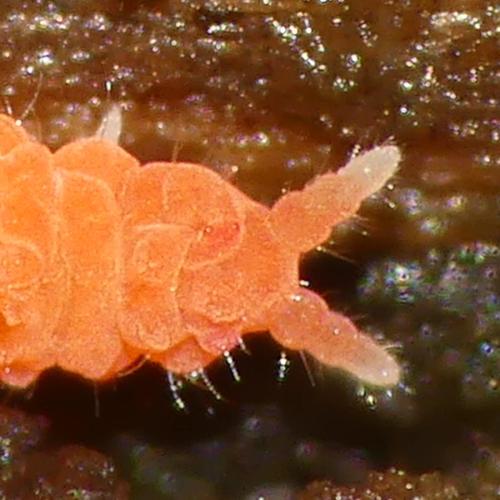 Bilobella braunerae